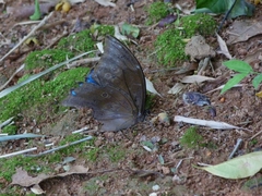 Morpho menelaus coeruleus