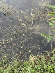 Symphyotrichum subulatum elongatum