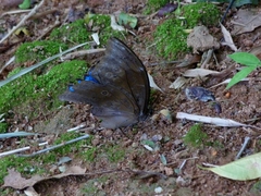 Morpho menelaus coeruleus
