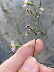 Symphyotrichum subulatum elongatum