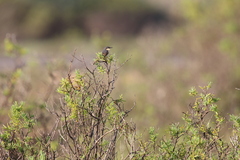 Prinia socialis