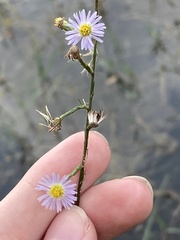 Symphyotrichum subulatum elongatum