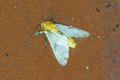 Disconeura linaza