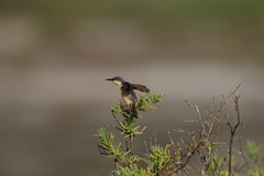 Prinia socialis