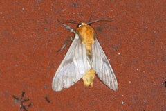 Disconeura linaza