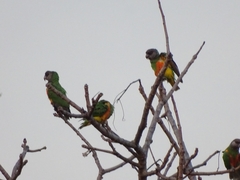 Poicephalus senegalus