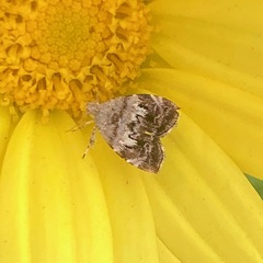 Choreutis
