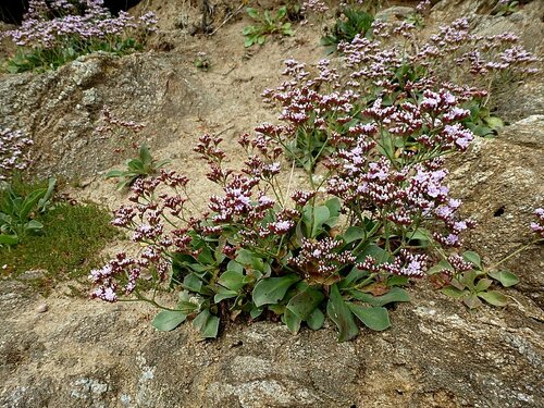Image of Limonium normannicum by no rights reserved