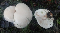 Leucopaxillus albissimus