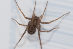 Agelenidae