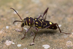 Cotyclytus curvatus