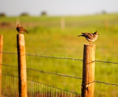 Galerida cristata pallida
