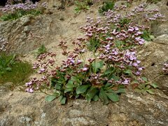 Limonium normannicum