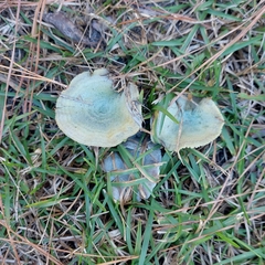 Lactarius paradoxus
