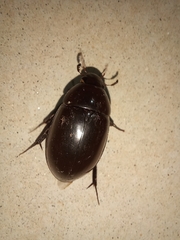 Hydrophilus