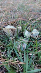 Lactarius paradoxus