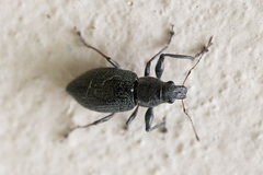 Naupactus