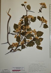 Crataegus coccinioides