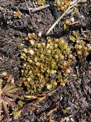 Schizacme montana