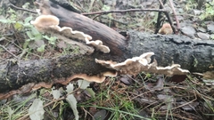 Byssomerulius corium