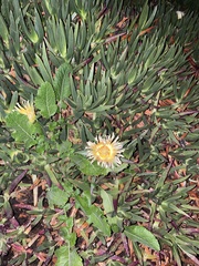 Carpobrotus