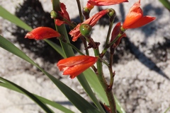 Pillansia templemannii