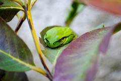 Hyla meridionalis