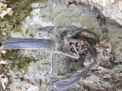 Cyanistes caeruleus caeruleus