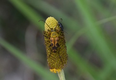 Typocerus octonotatus