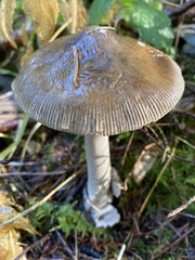 Amanita constricta