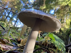 Amanita constricta