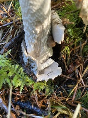 Amanita constricta