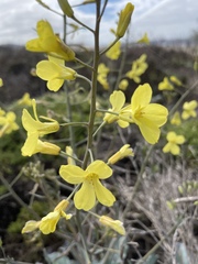 Brassica oleracea