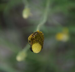 Typocerus octonotatus