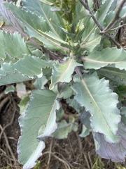 Brassica oleracea