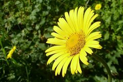 Doronicum plantagineum