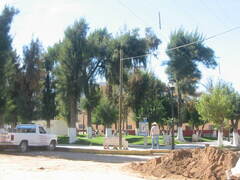 Casuarina cunninghamiana
