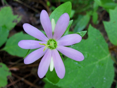 Sabatia capitata