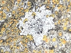 Rinodina