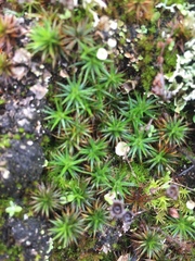 Polytrichum juniperinum