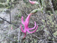 Anisacanthus puberulus