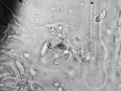 Dacrymyces corticioides