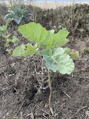 Brassica oleracea