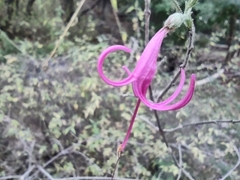 Anisacanthus puberulus
