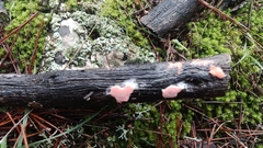 Dictydiaethalium plumbeum