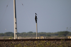 Dicrurus macrocercus