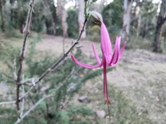 Anisacanthus puberulus