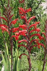 Watsonia angusta