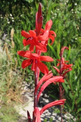 Watsonia angusta