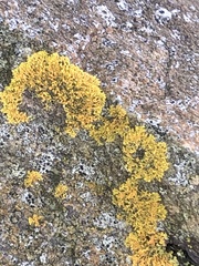 Xanthomendoza weberi